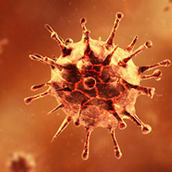 corona virus cell