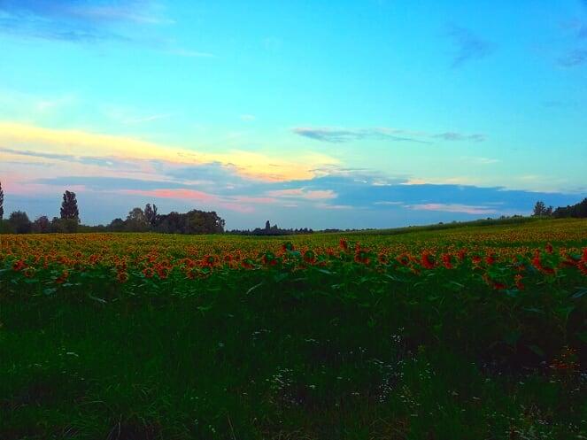 Sunset