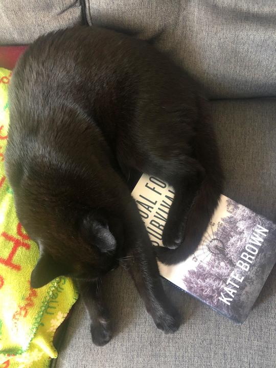 Cat with Book by Kate Brown