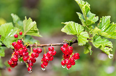 ukraine_berries.jpg