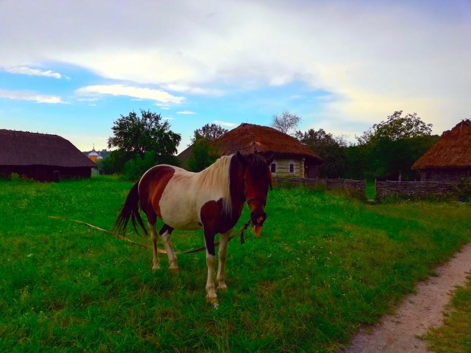 Horse on field`