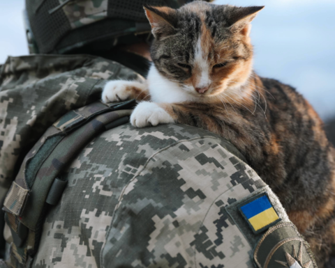 Little stray cat on Ukrainian soldier's shoulder outdoors, closeup