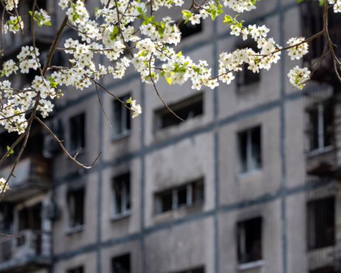 Cherry trees in bloom in Ukraine